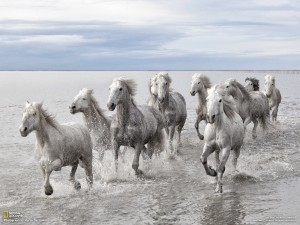 White horses