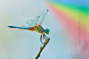 work.7700828.1.pp,375x360