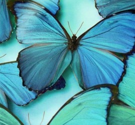 Butterflies Blue