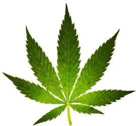 dimitrihalleycenter.com