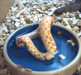 dimitrihalleycenter.com