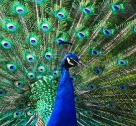 dimitrihalleycenter.com